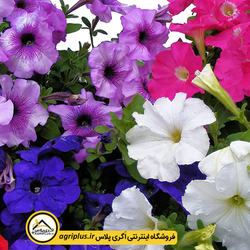 بذر گل اطلسی با بسته بندی خانگی بذر گل اطلسی با بسته بندی خانگی