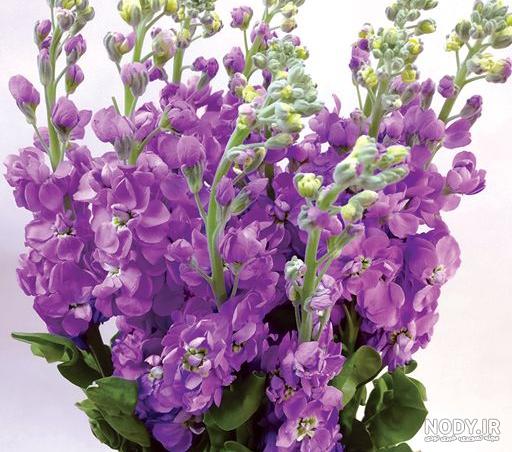 بذر گل شب بو سفید هلندی با گل های زیبا و معطر با قابلیت استفاده شاخه بریده بذر گل شب بو سفید هلندی با گل های زیبا و معطر با قابلیت استفاده شاخه بریده
