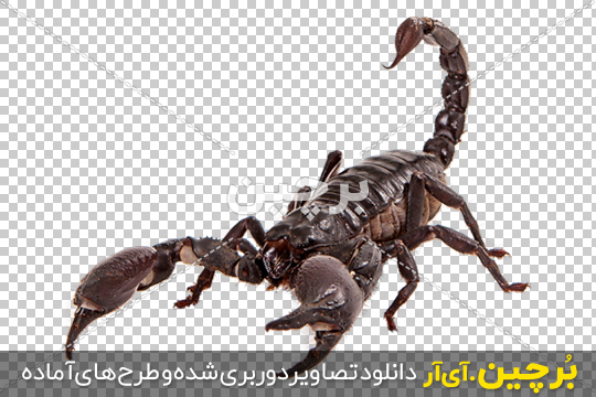 بزرگ ترین عقرب دنیا +عکس