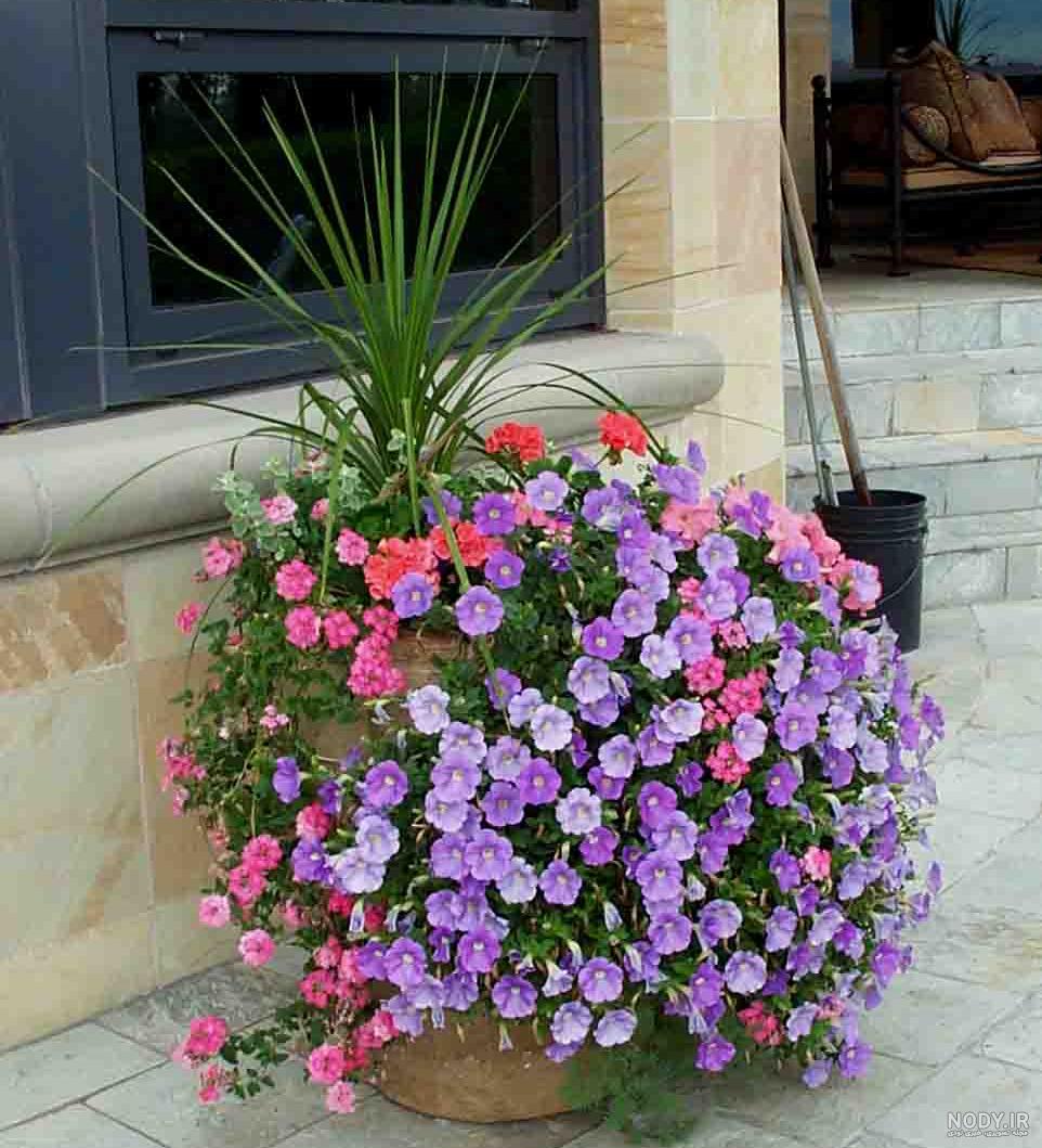 خرید بذر گل اطلسی ایرانی بسیار پر گل معطر الوان خرید بذر گل اطلسی ایرانی بسیار پر گل معطر الوان