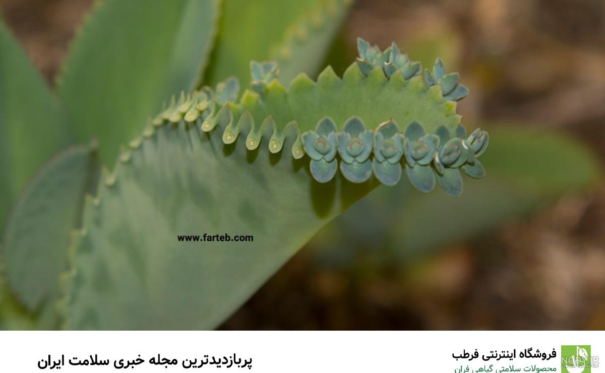 خرید و قیمت اشک تمساح بریوفیلوم گیاه ریزه میزه هفت الی ده سانتیمتری با گلدان پلاستیکی از غرفه گل و گیاه زینتی آپارتمانی و دارویی توسکا خرید و قیمت اشک تمساح بریوفیلوم گیاه ریزه میزه هفت الی ده سانتیمتری با گلدان پلاستیکی از غرفه گل و گیاه زینتی آپارتمانی و دارویی توسکا