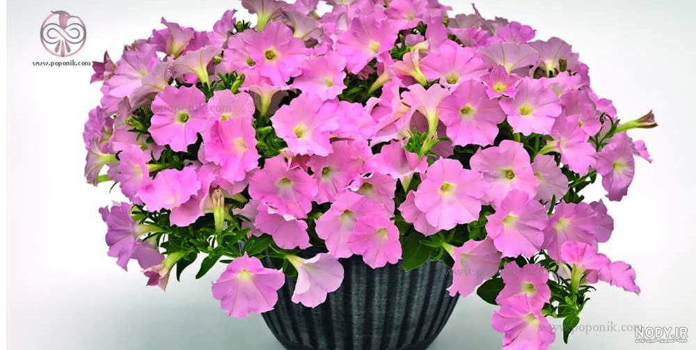 خرید و قیمت بذر گل اطلسی هلندی معطر پاکوتاه میکس بسته 100 عددی از غرفه فروشگاه بذر فردین کشت خرید و قیمت بذر گل اطلسی هلندی معطر پاکوتاه میکس بسته 100 عددی از غرفه فروشگاه بذر فردین کشت