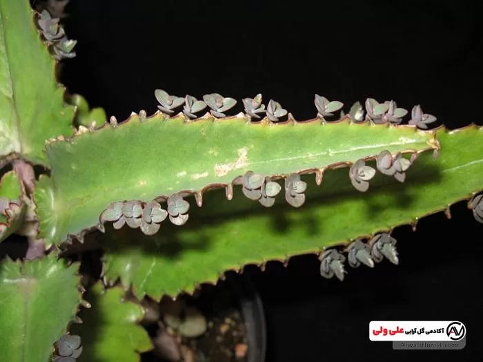 خرید و قیمت گل اشک تمساح | ترب خرید و قیمت گل اشک تمساح | ترب