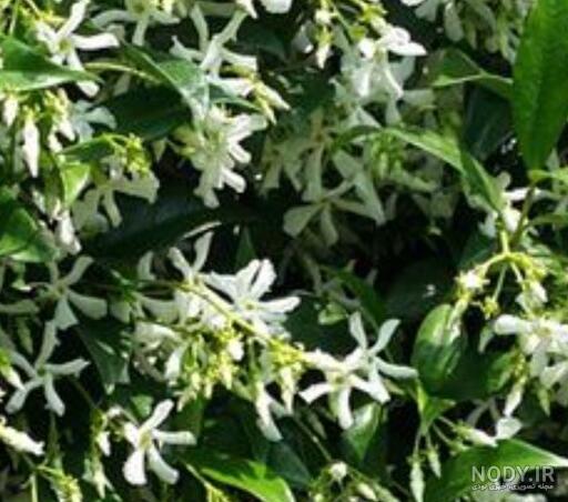 خرید و قیمت گل رونده معطر و آلاچیقی یاس جاسمین یا استار جاسمین از غرفه گل و  گیاه و تراریوم عسگری
