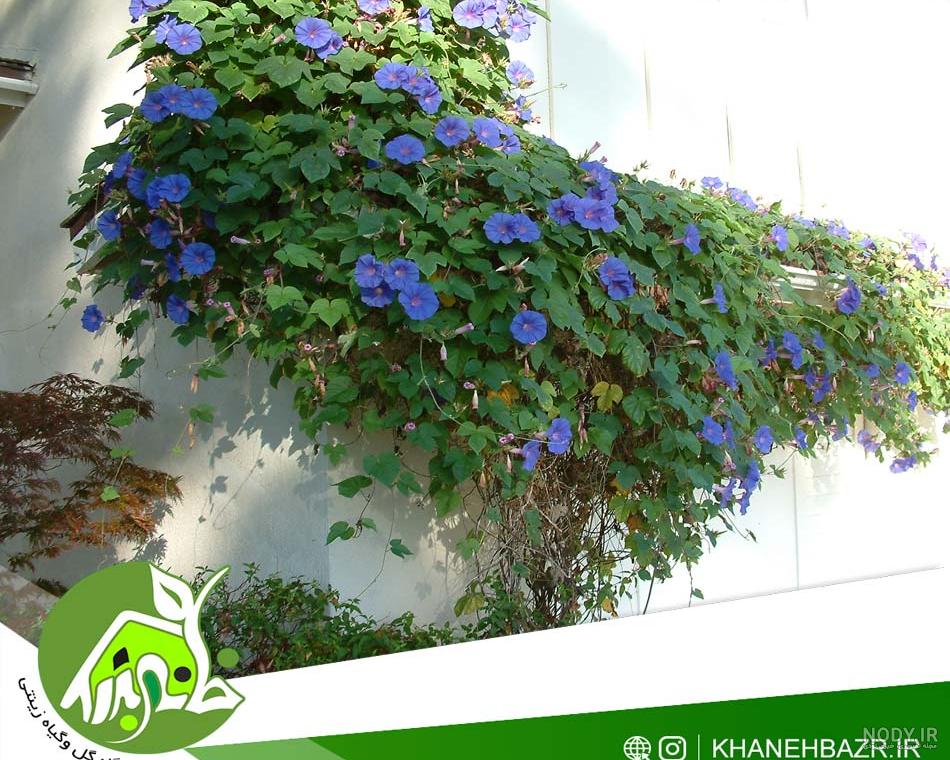 خرید و قیمت گل پیچک رونده (30 بذر) | ترب