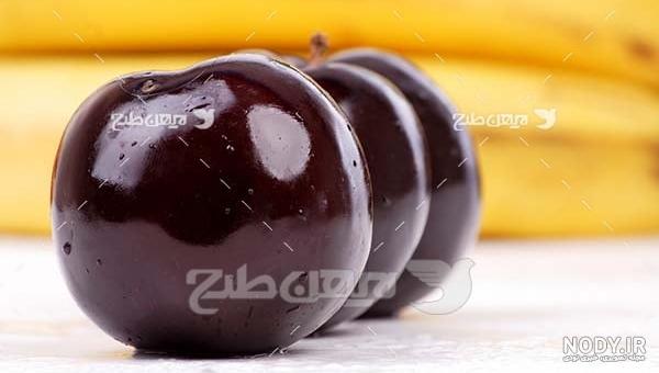 خرید نهال آلو بخارا (خرمایی) | قیمت فروش در شهریور ماه 1403 | نهالستان رویال نهال خرید نهال آلو بخارا (خرمایی) | قیمت فروش در شهریور ماه 1403 | نهالستان رویال نهال