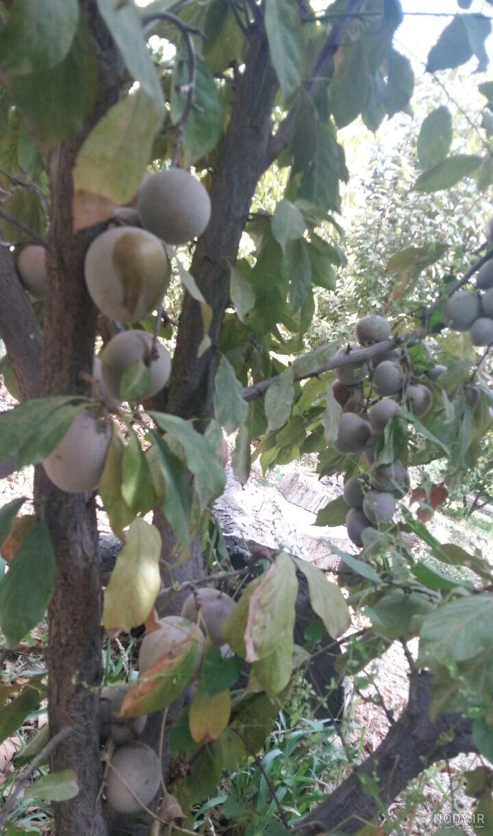 خواص آلو سیاه و مزیت های متفاوت مصرف آن خواص آلو سیاه و مزیت های متفاوت مصرف آن