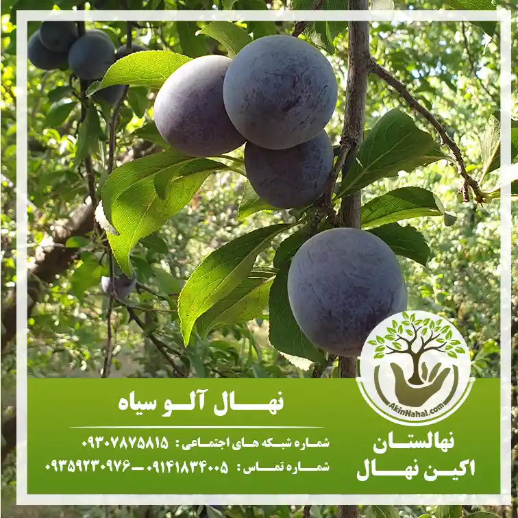 خواص آلو خواص آلو