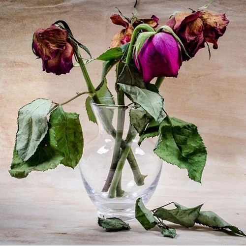 ❀زیبـاســـــــــــاز❀ | عکس متحرک گل Flower ❀زیبـاســـــــــــاز❀ | عکس متحرک گل Flower