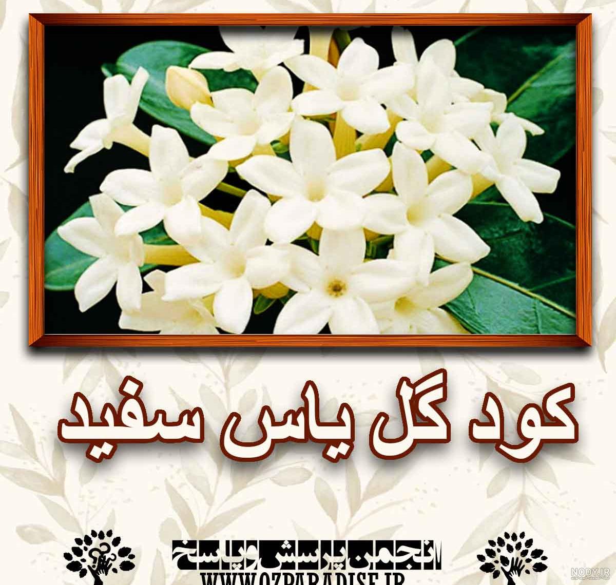 شرایط پرورش و نگهداری یاس سفید (یاس شاعران) | بازار بین المللی گل و گیاه سپاهان + فروشگاه اینترنتی ارگ گل شرایط پرورش و نگهداری یاس سفید (یاس شاعران) | بازار بین المللی گل و گیاه سپاهان + فروشگاه اینترنتی ارگ گل