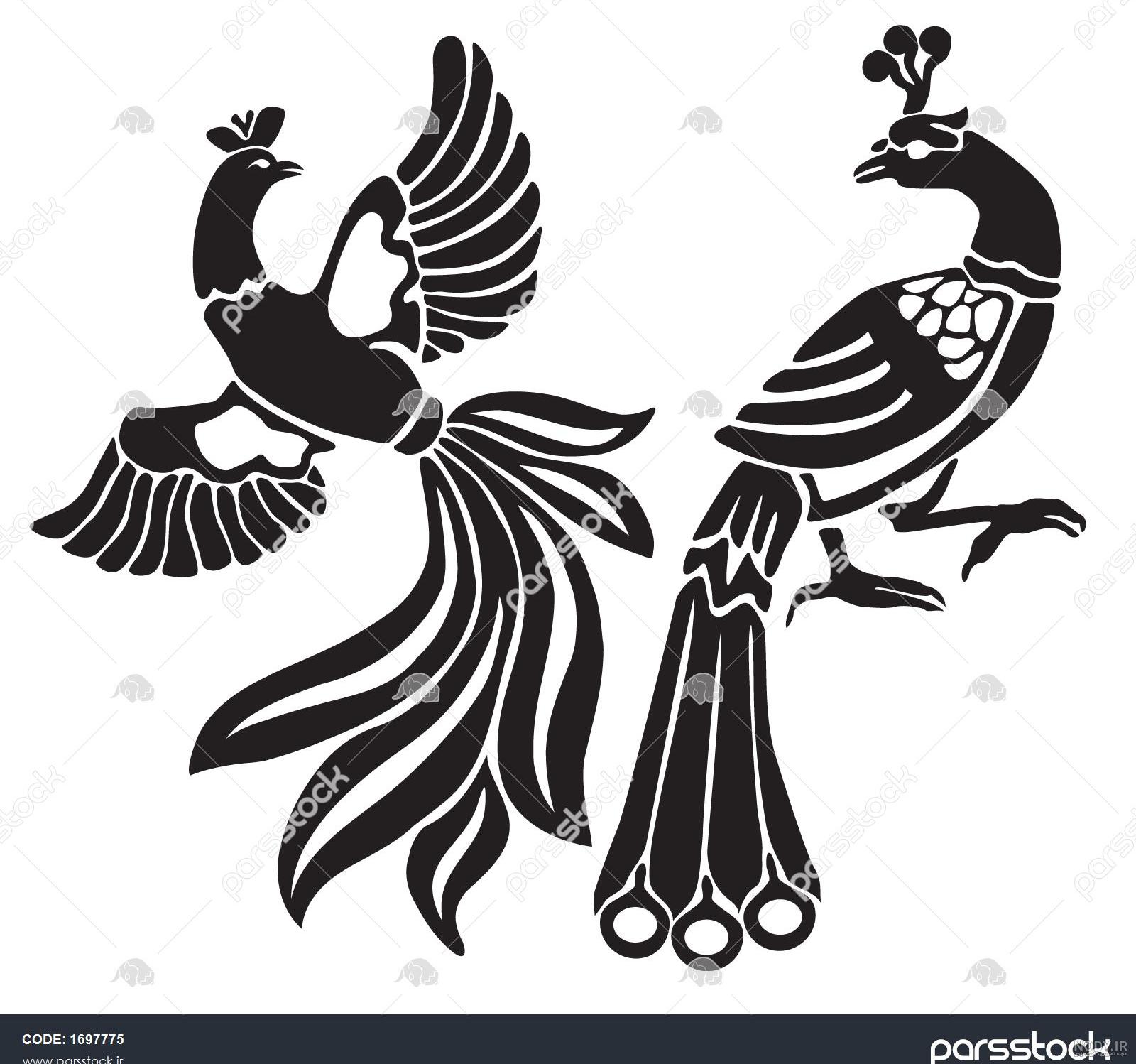 طاووس سیاه و سفید 1038695