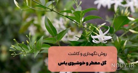 عکس انواع گل یاس