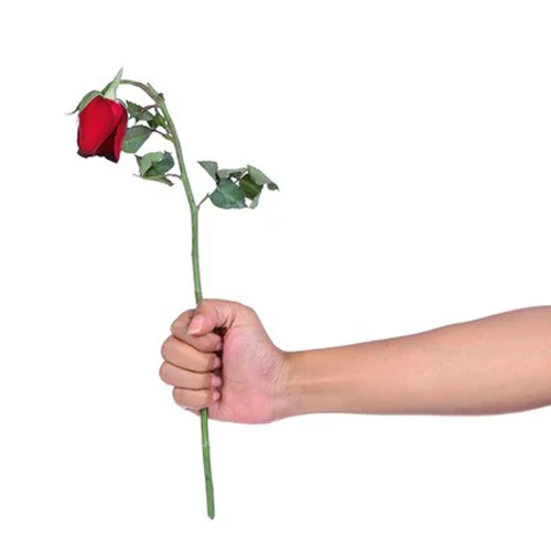 عکس زمینه گل رز مشکی پژمرده پس زمینه | والپیپر گرام