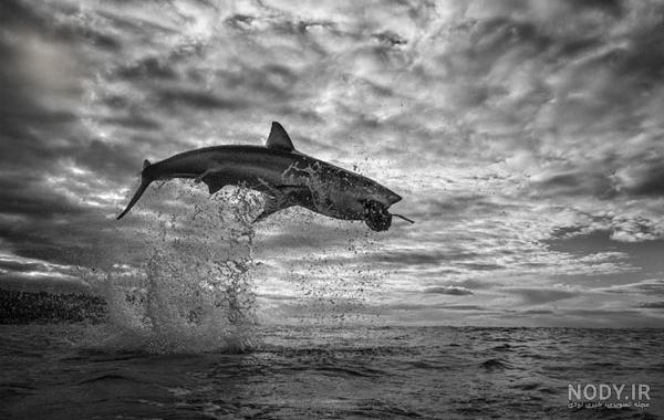 عکس سیاه و سفید سفره ماهی black and white manta ray