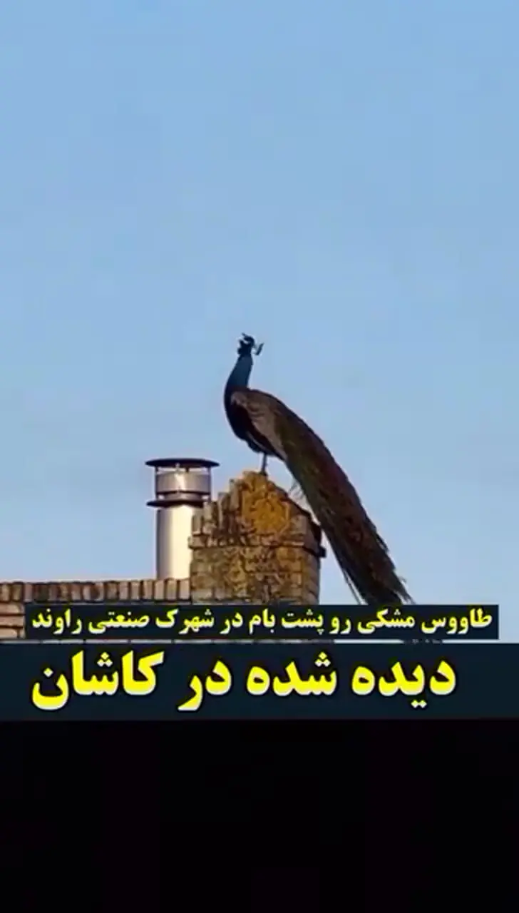 عکس طاووس سیاه