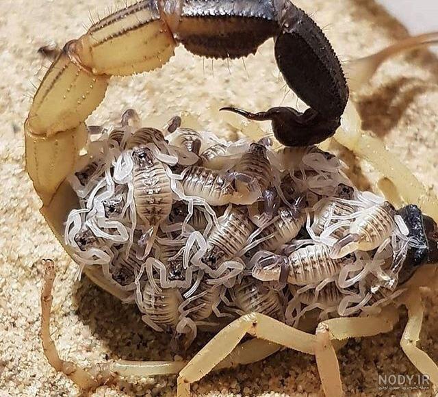 عکس عقرب سیاه