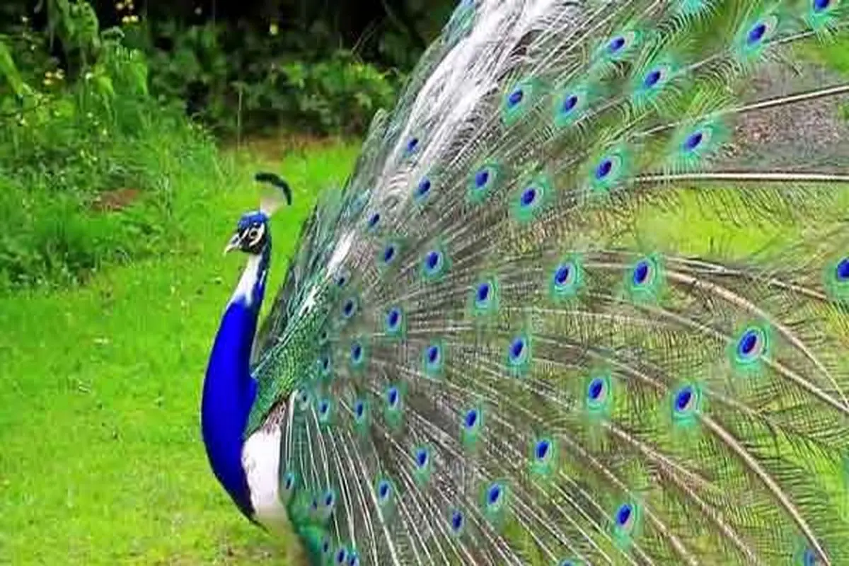 عکس نقاشی طاووس فانتزی - عکس نودی