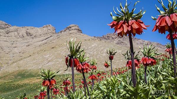 عکس کوه و طبیعت برای پروفایل