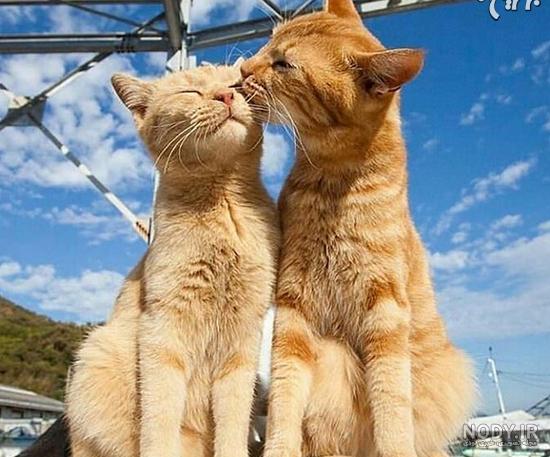 عکس های گربه ملوس برای پروفایل عکس های گربه ملوس برای پروفایل