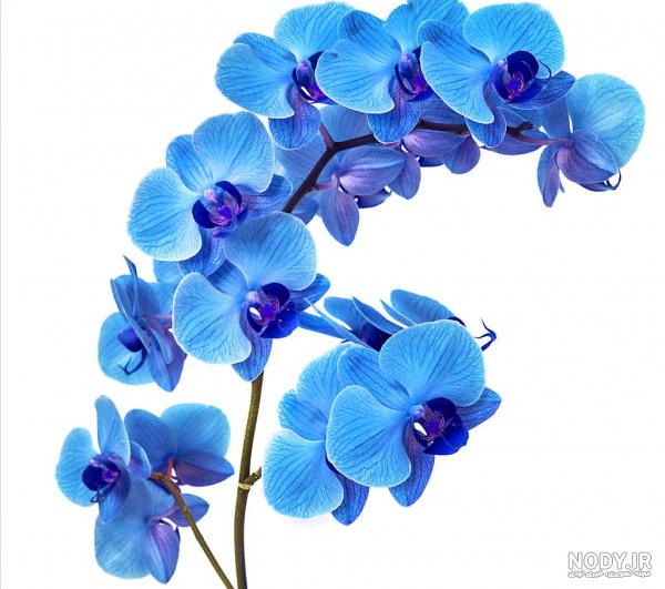 عکس گل ارکیده آبی