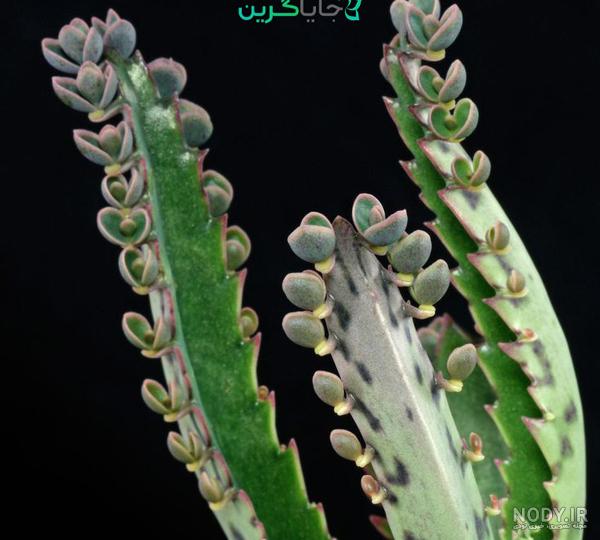 عکس گل اشک تمساح