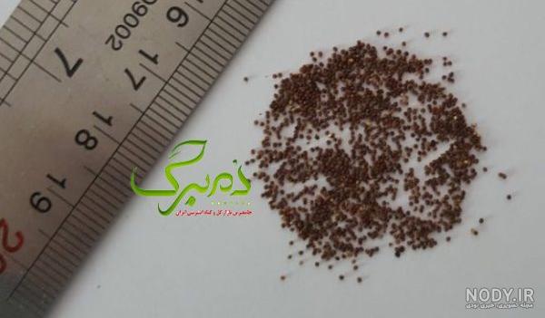 عکس گل اطلسی - عکس نودی عکس گل اطلسی - عکس نودی