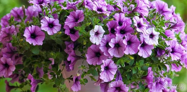 عکس گل اطلسی - عکس نودی عکس گل اطلسی - عکس نودی