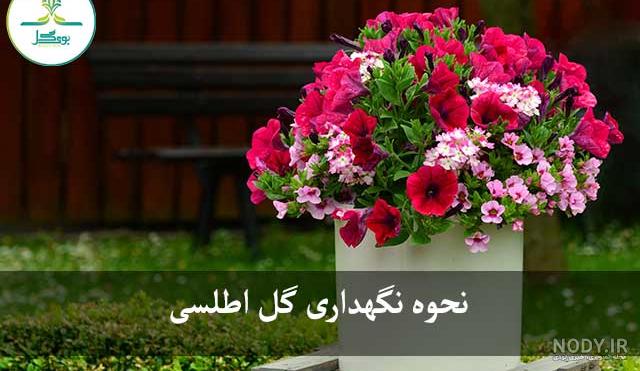 عکس گل اطلسی هلندی عکس گل اطلسی هلندی