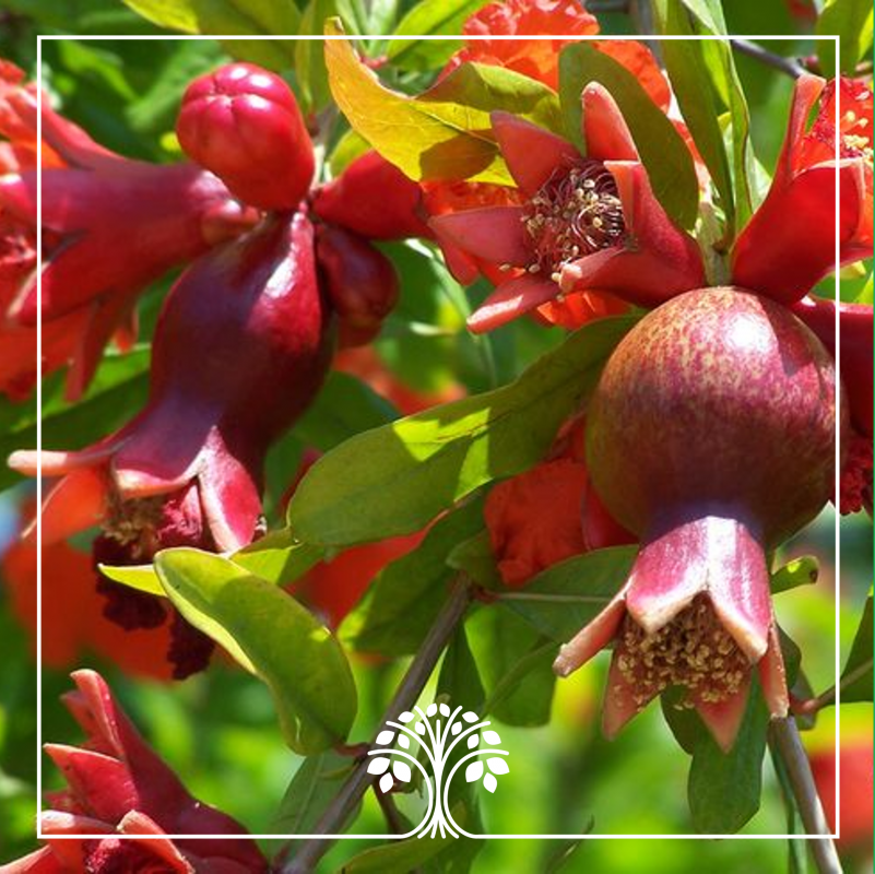 عکس گل انار فارسی