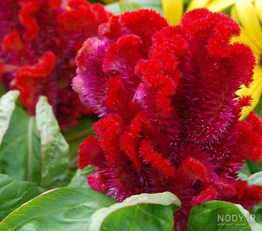 عکس های گل تاج خروسی