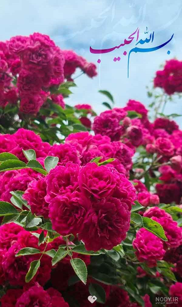 عکس گل های خاص عکس گل های خاص