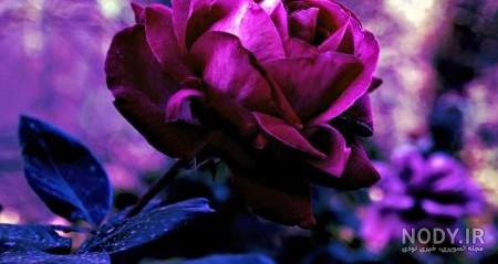عکس گل خفن برای پروفایل عکس گل خفن برای پروفایل
