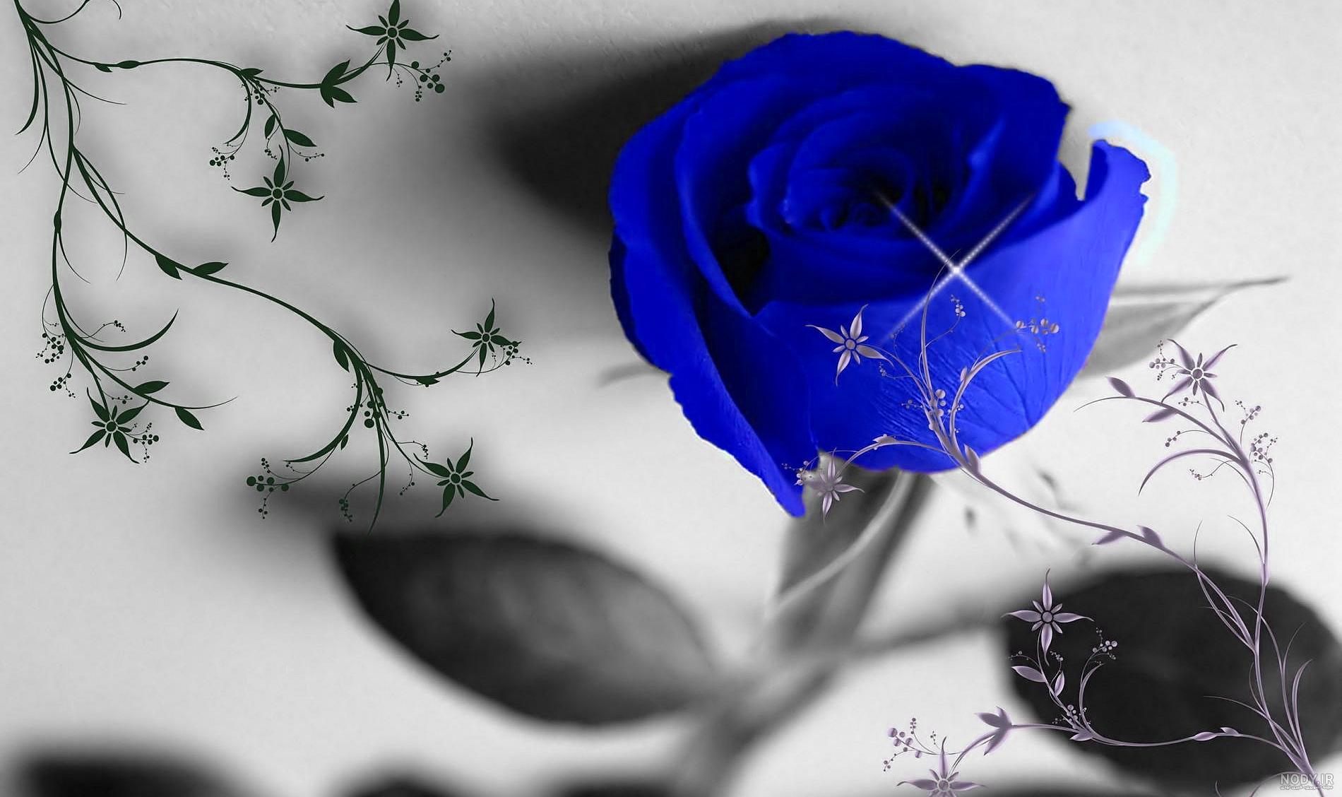 عکس گل رز آبی و قرمز و سفید