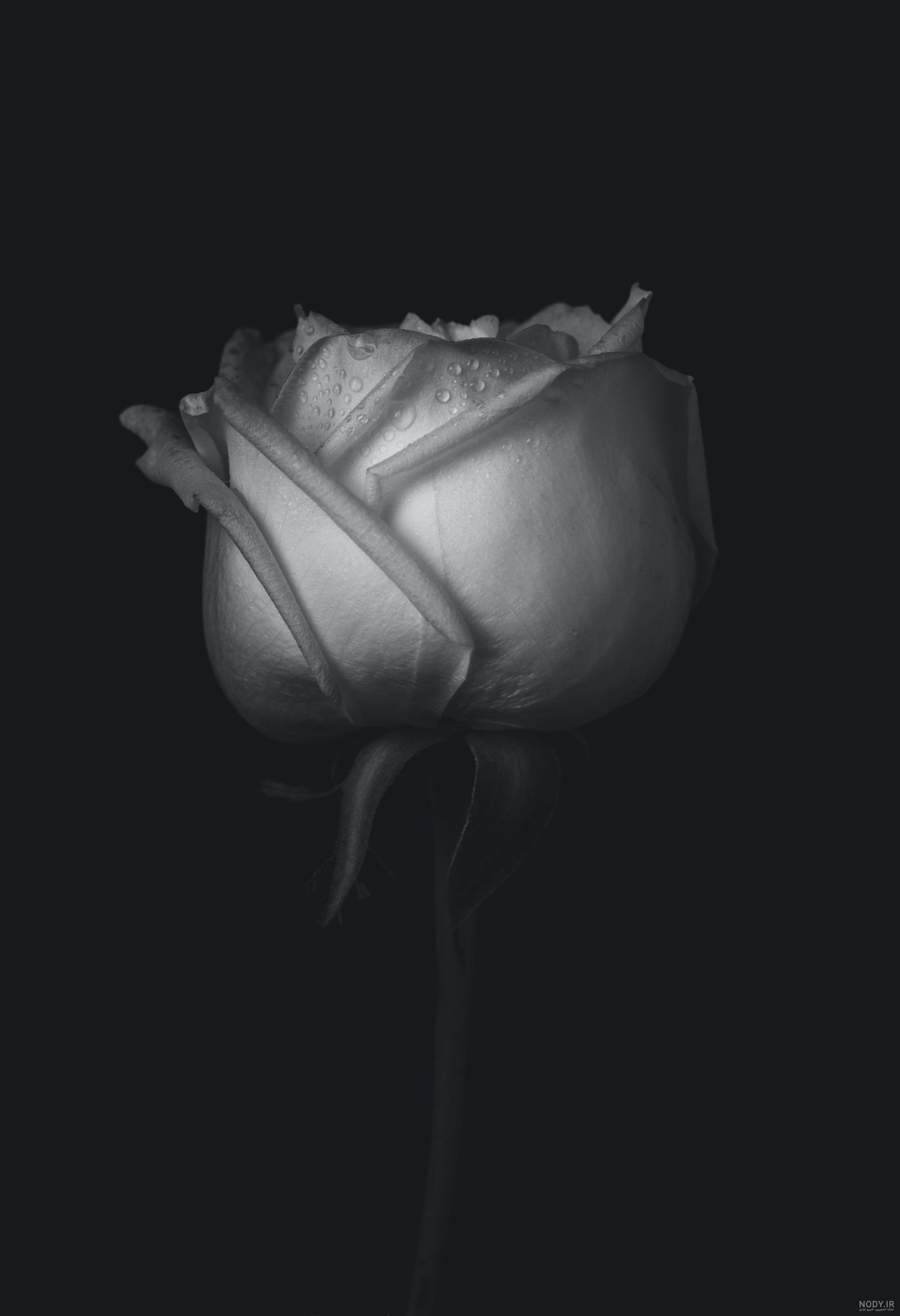 عکس گل رز تکی - عکس نودی