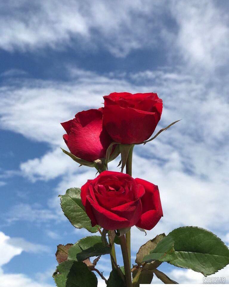 عکس گل رز جیگری