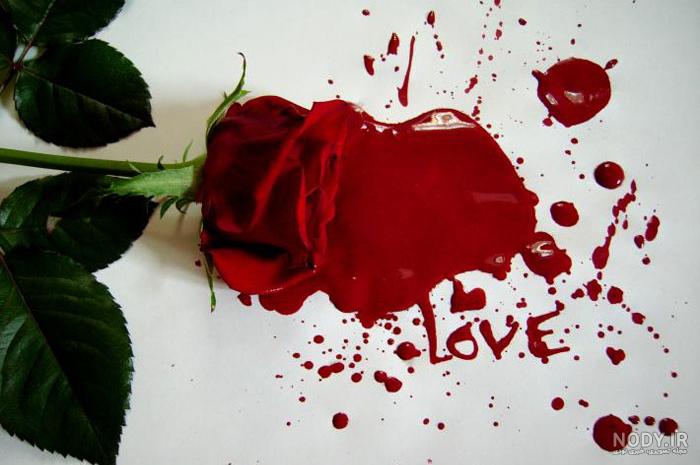 عکس گل رز عاشقانه جدید