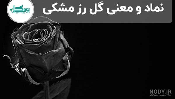 عکس گل رز مشکی زیبا برای پروفایل + تصاویر 30 گل زیبای رز عاشقانه سیاه