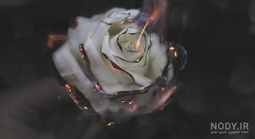 عکس گل رز مشکی پژمرده عکس گل رز مشکی پژمرده