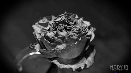 عکس گل رز پژمرده برای پروفایل عکس گل رز پژمرده برای پروفایل