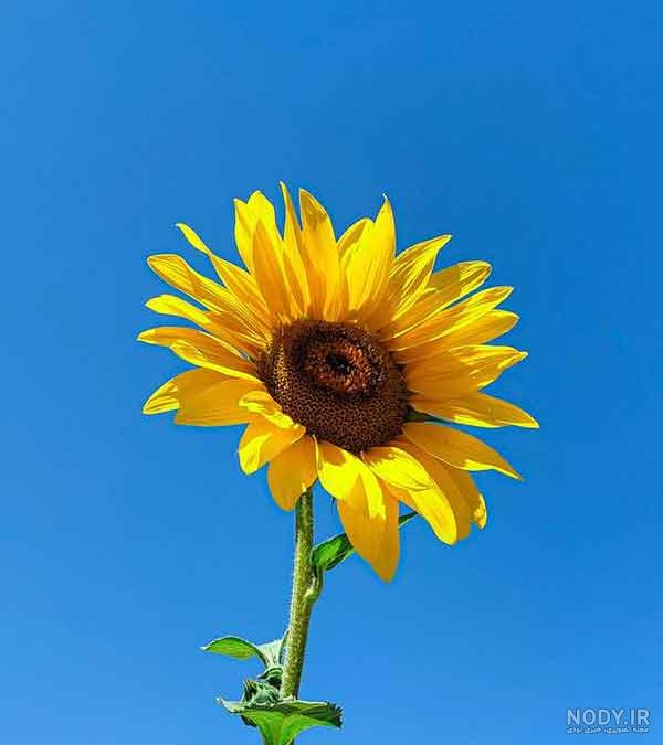 عکس گل های ریز زیبا عکس گل های ریز زیبا