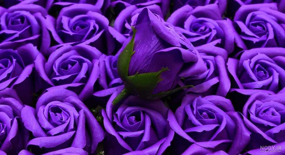 عکس گل سرخ برای پروفایل