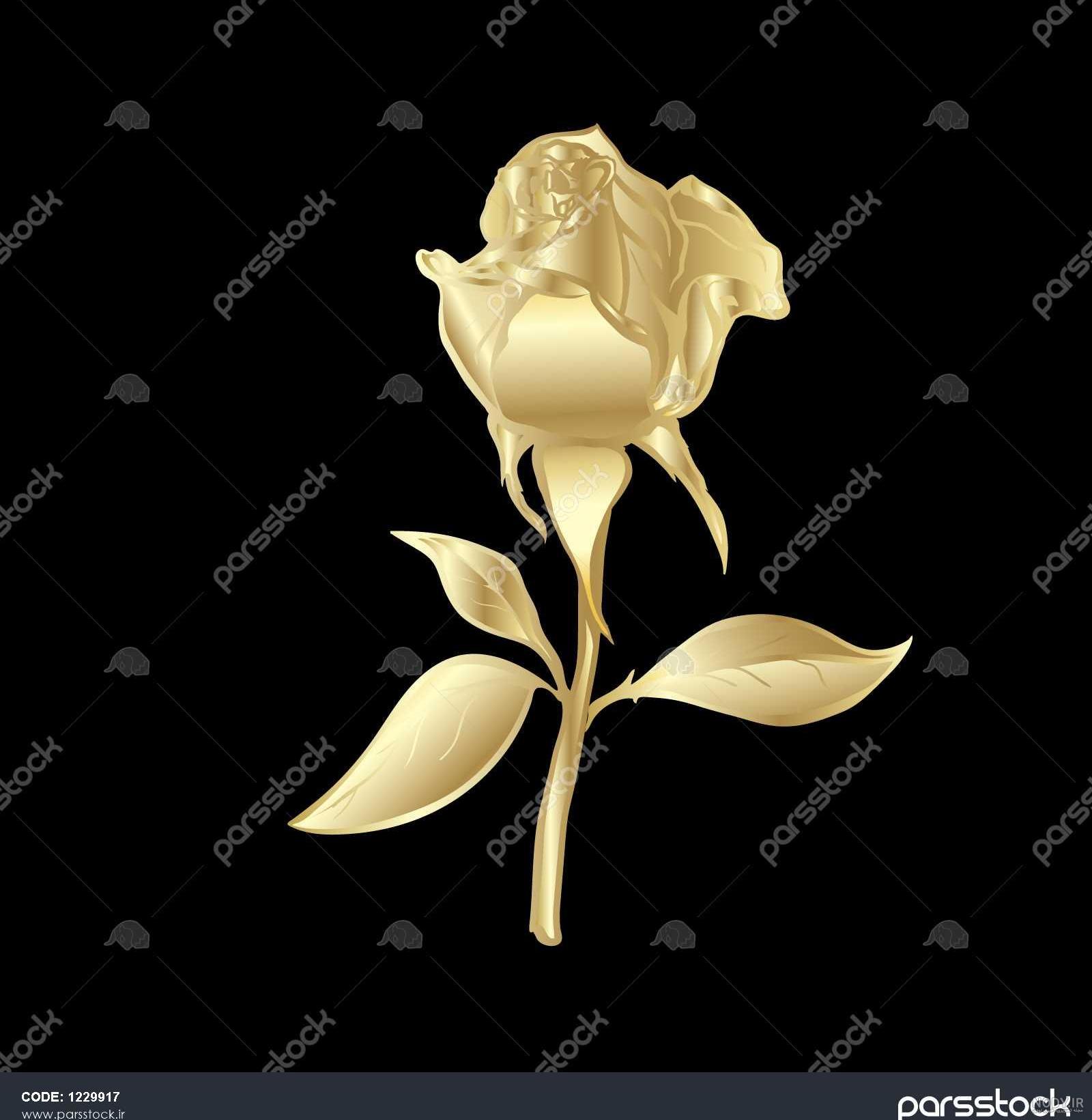 عکس گل سرخ عاشقانه