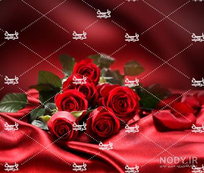 عکس گل سرخ محمدی