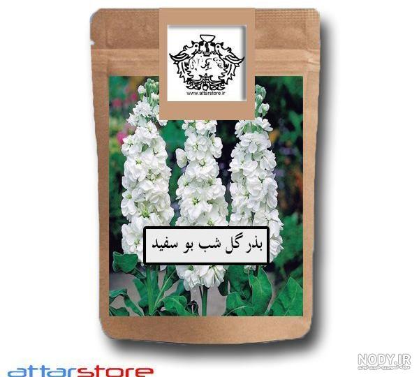 عکس گل شب بو سفید عکس گل شب بو سفید