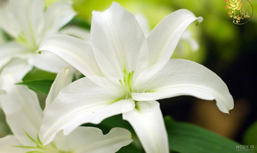 عکس گل لیلیوم سفید زیبا white lilies flower عکس گل لیلیوم سفید زیبا white lilies flower