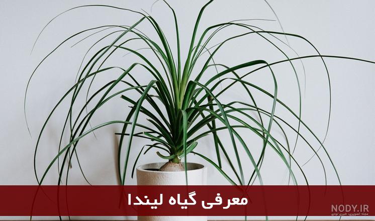 عکس گل لیندا صورتی عکس گل لیندا صورتی