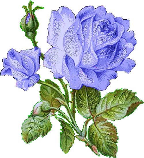 عکس گل متحرک زیبا جدید عکس گل متحرک زیبا جدید