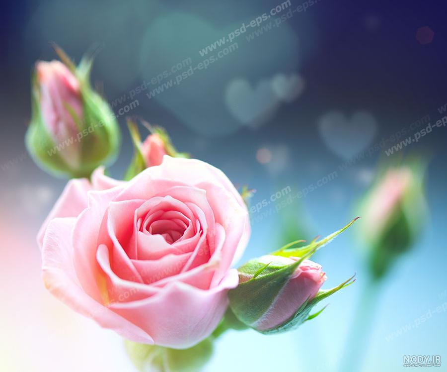 عکس گل کوچک زیبا عکس گل کوچک زیبا