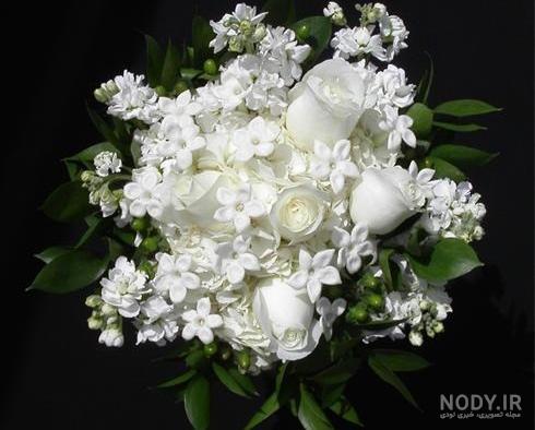 عکس گل یاس سفید عکس گل یاس سفید