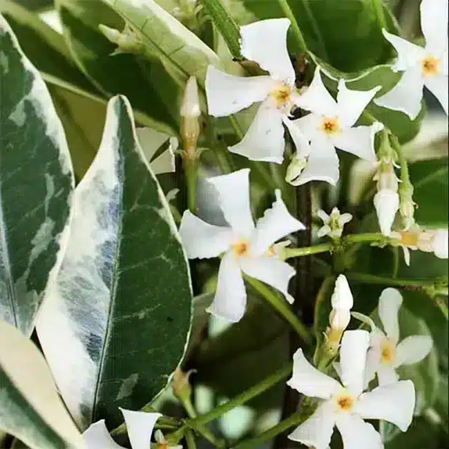 عکس گل یاس سفید زیبا عکس گل یاس سفید زیبا